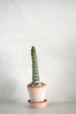 Ørkenplanter Og Knoldplanter^PLANT Eulychnia Castanea spiralis