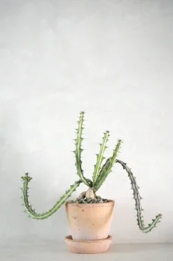 Ørkenplanter Og Knoldplanter^PLANT Euphorbia Knuthii