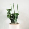 Ørkenplanter Og Knoldplanter|Danskavlede Planter^PLANT Euphorbia Leucodendron