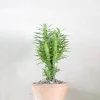 Ørkenplanter Og Knoldplanter^PLANT Euphorbia Loricata
