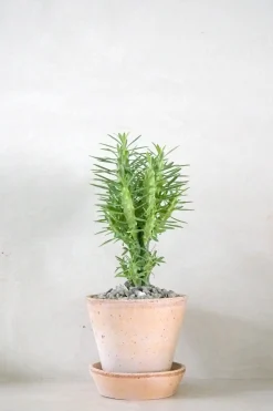 Ørkenplanter Og Knoldplanter^PLANT Euphorbia Loricata