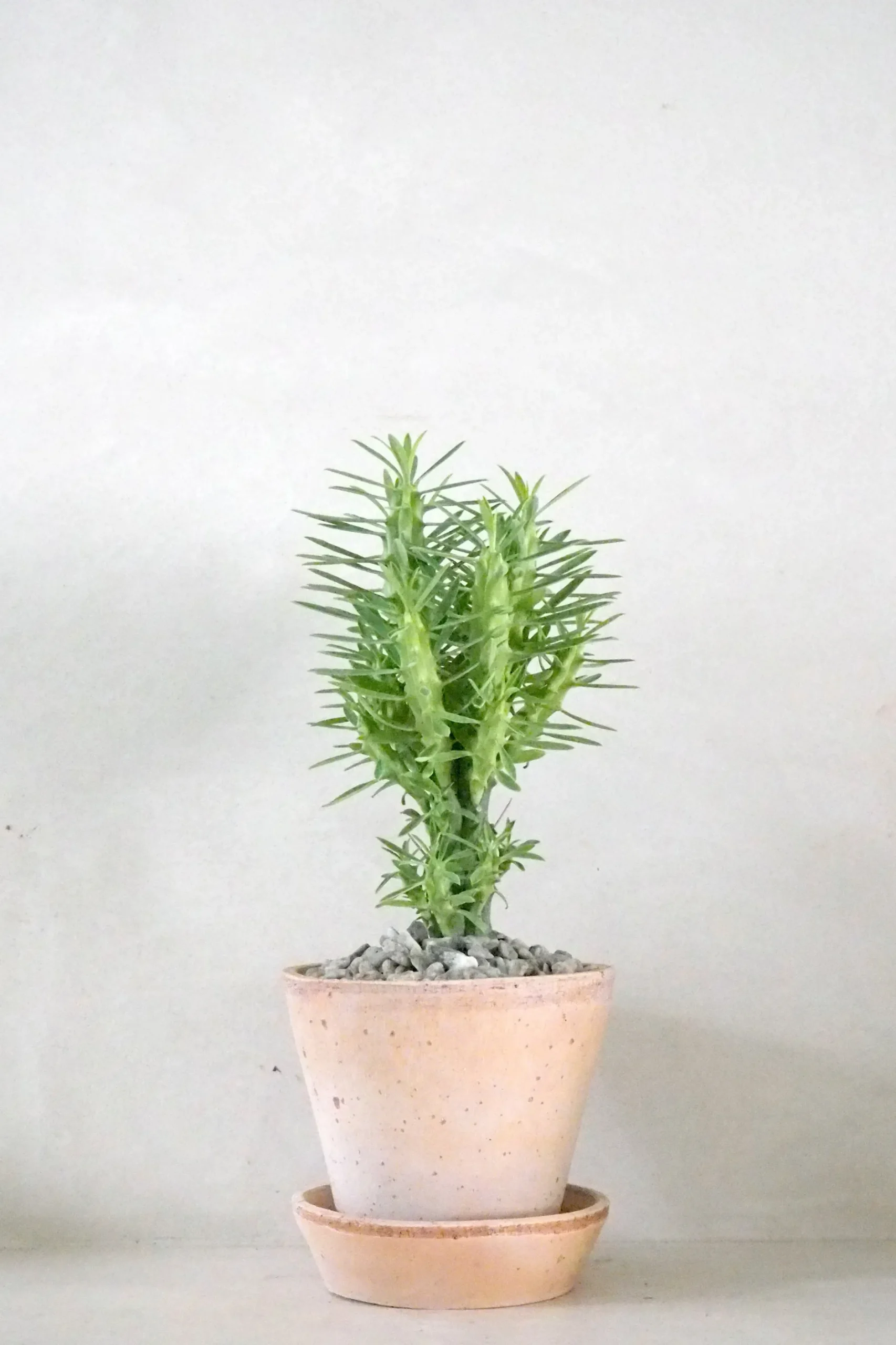 Ørkenplanter Og Knoldplanter^PLANT Euphorbia Loricata