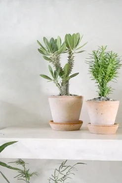 Ørkenplanter Og Knoldplanter^PLANT Euphorbia Loricata