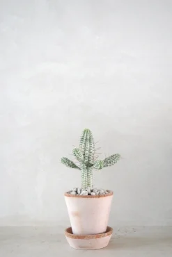 Ørkenplanter Og Knoldplanter^PLANT Euphorbia mammillaris, variegata