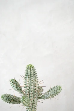 Ørkenplanter Og Knoldplanter^PLANT Euphorbia mammillaris, variegata