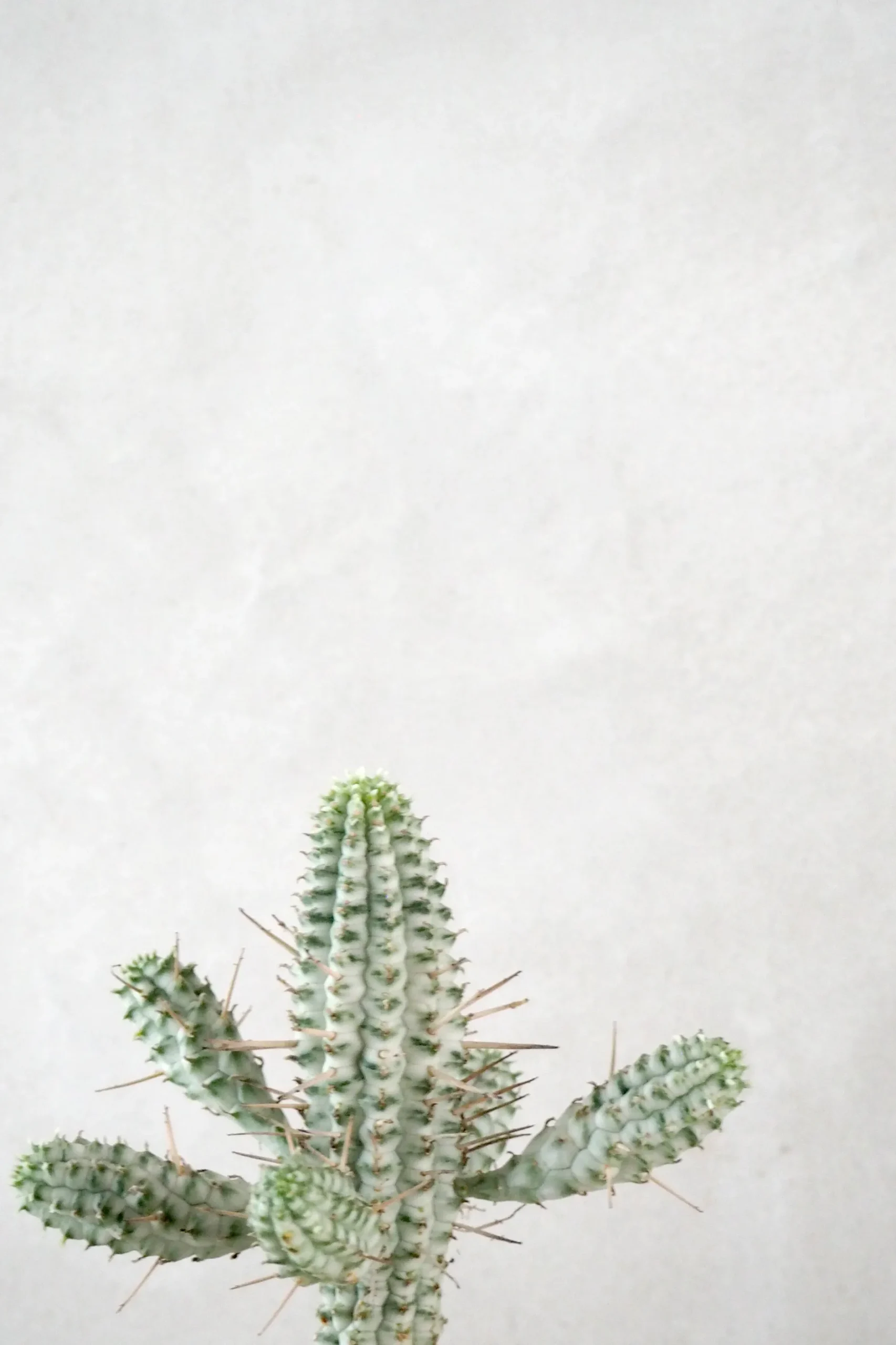 Ørkenplanter Og Knoldplanter^PLANT Euphorbia mammillaris, variegata