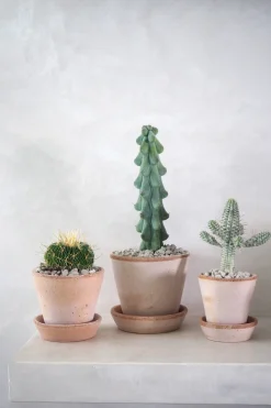 Ørkenplanter Og Knoldplanter^PLANT Euphorbia mammillaris, variegata