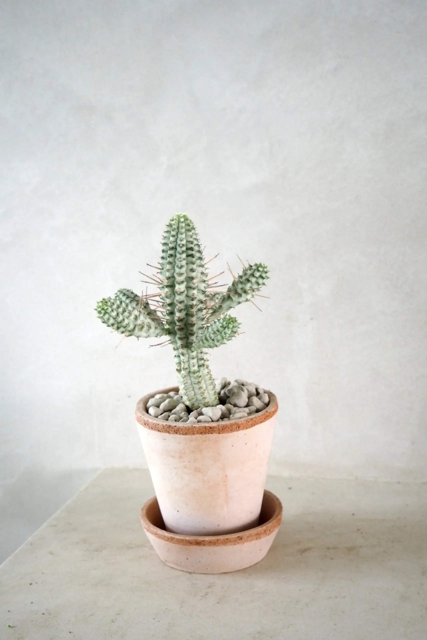 Ørkenplanter Og Knoldplanter^PLANT Euphorbia mammillaris, variegata
