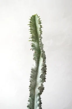 Ørkenplanter Og Knoldplanter^PLANT Euphorbia variegated