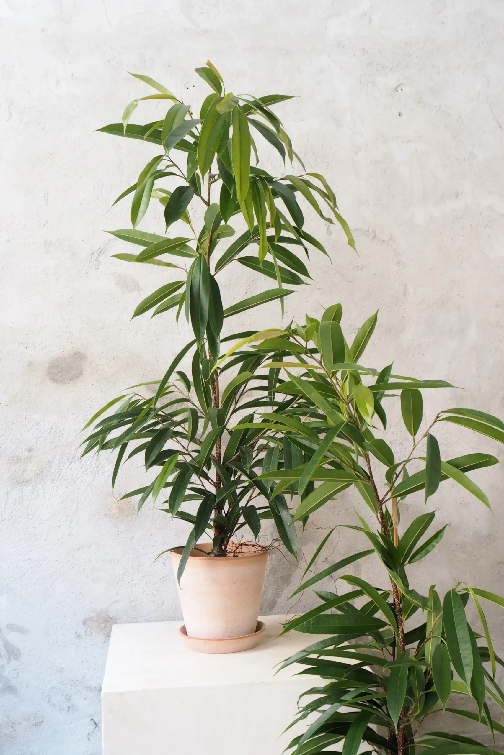 Gulvplanter Og Store Træer|Tropiske Planter^PLANT Ficus amstel king
