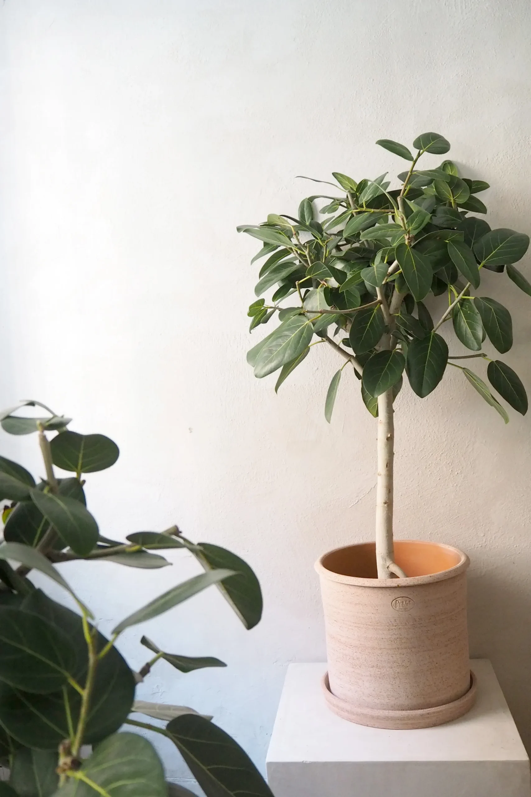 Gulvplanter Og Store Træer|Tropiske Planter^PLANT Ficus Audrey, stor