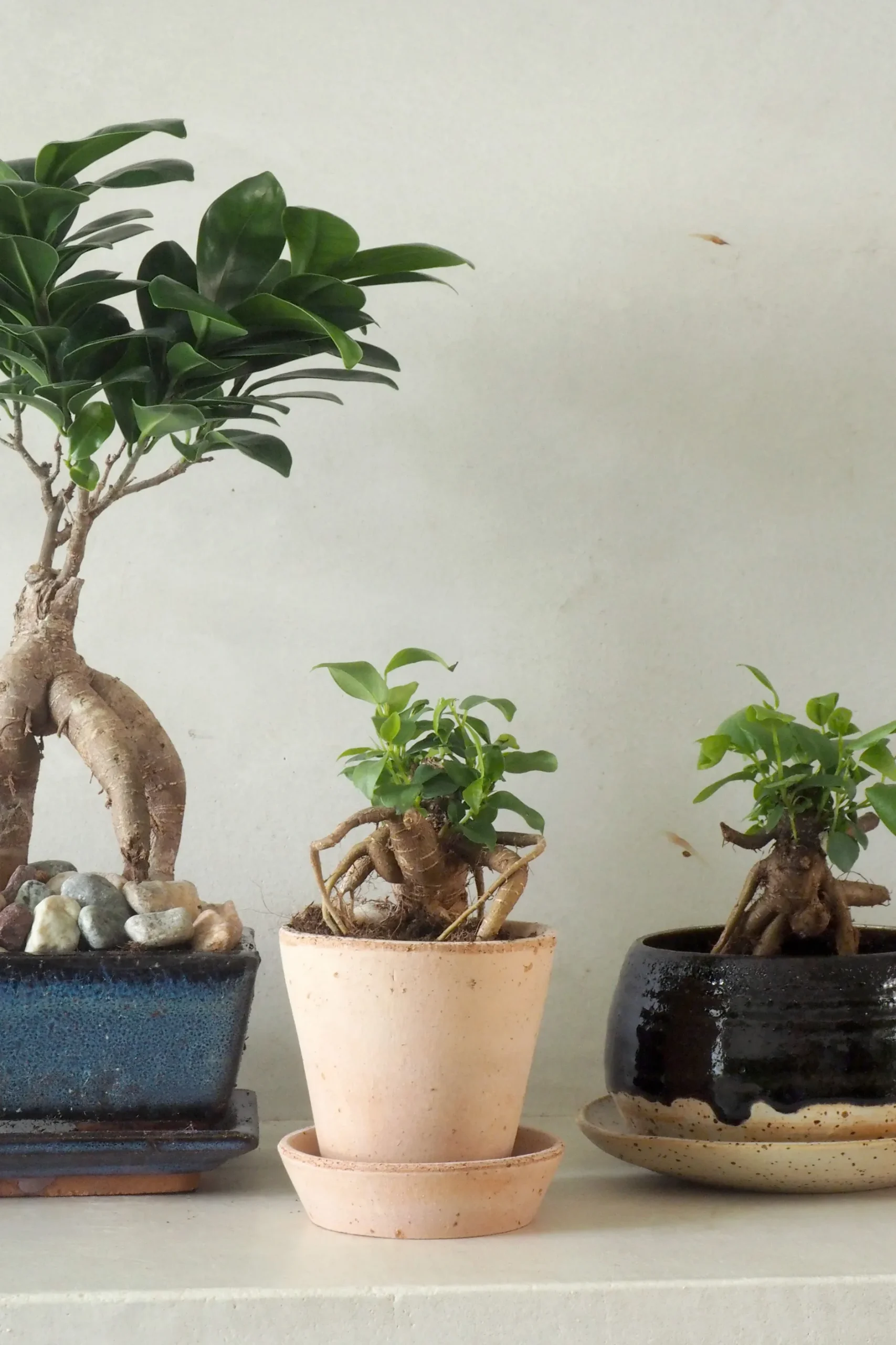 Bonsai^PLANT Ficus Bonsai Ginseng, lille