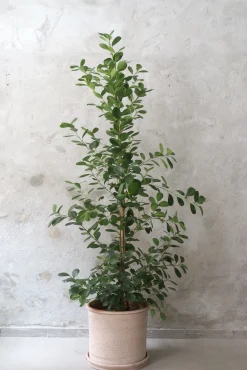 Gulvplanter Og Store Træer|Danskavlede Planter^PLANT Ficus microcarpa moclame