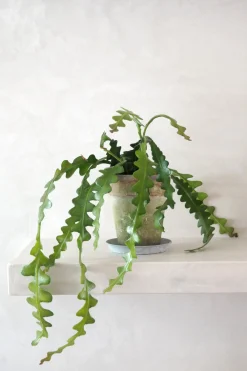 Hængeplanter^PLANT Fiskebenskaktus