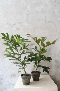 Danskavlede Planter^PLANT Flammetræ