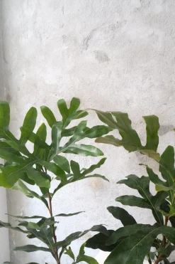 Danskavlede Planter^PLANT Flammetræ