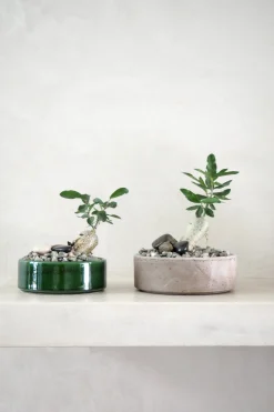 Ørkenplanter Og Knoldplanter^PLANT Fockea Edulis