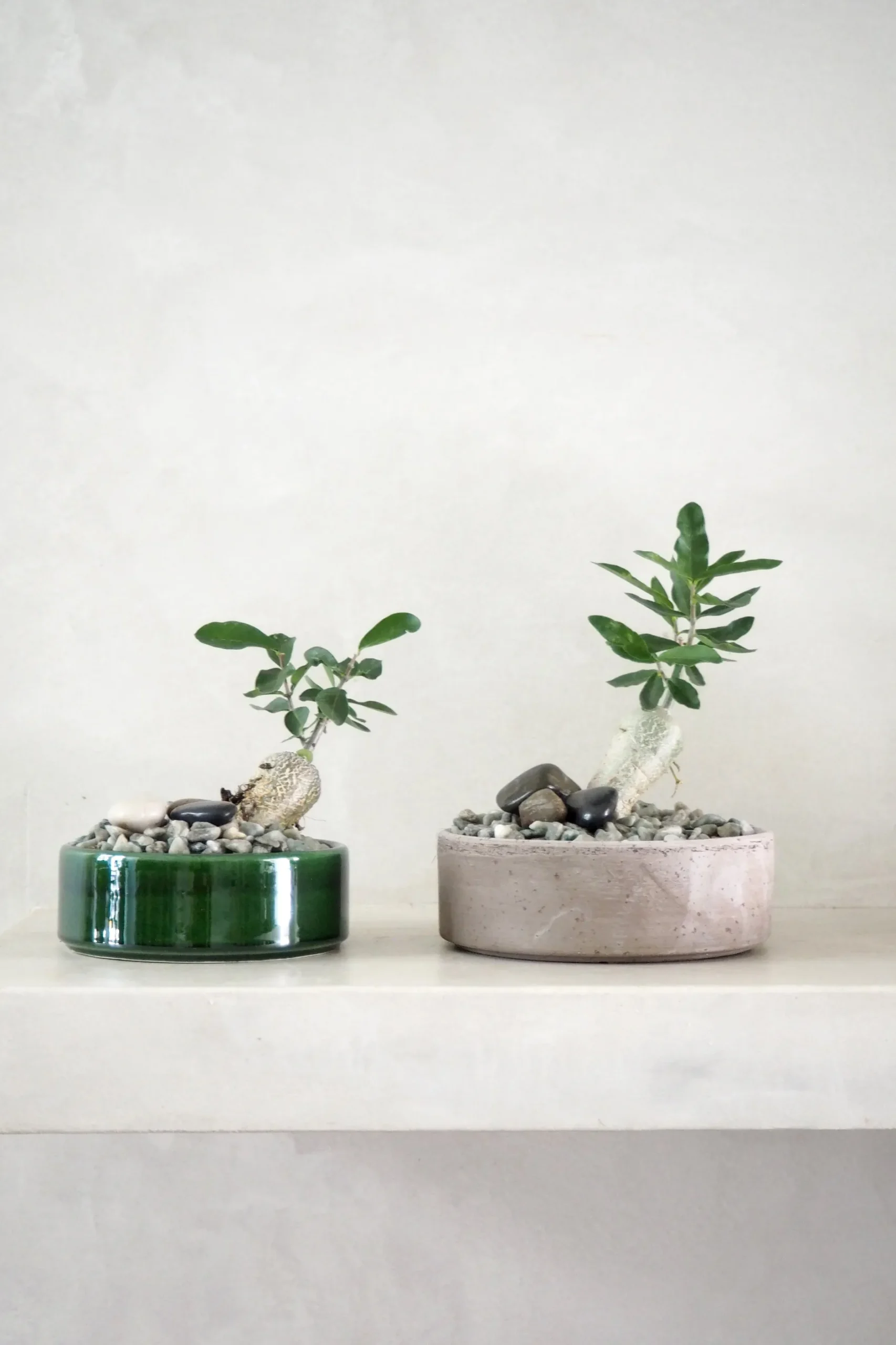 Ørkenplanter Og Knoldplanter^PLANT Fockea Edulis