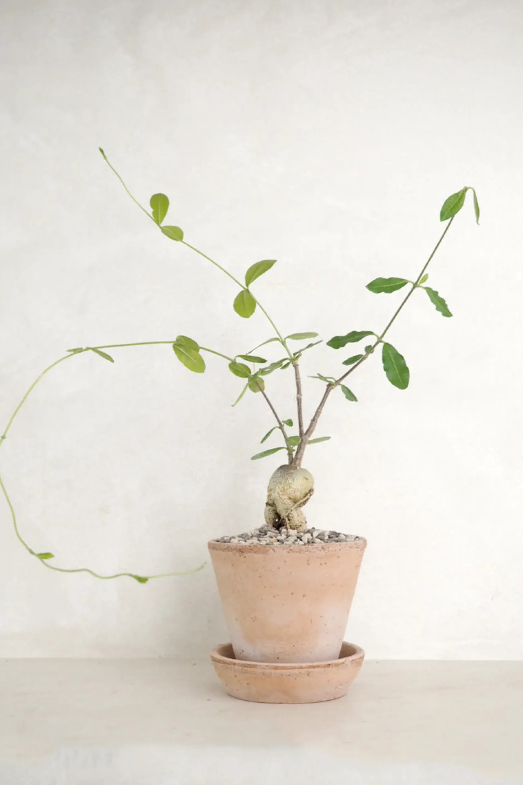 Ørkenplanter Og Knoldplanter^PLANT Fockea Edulis