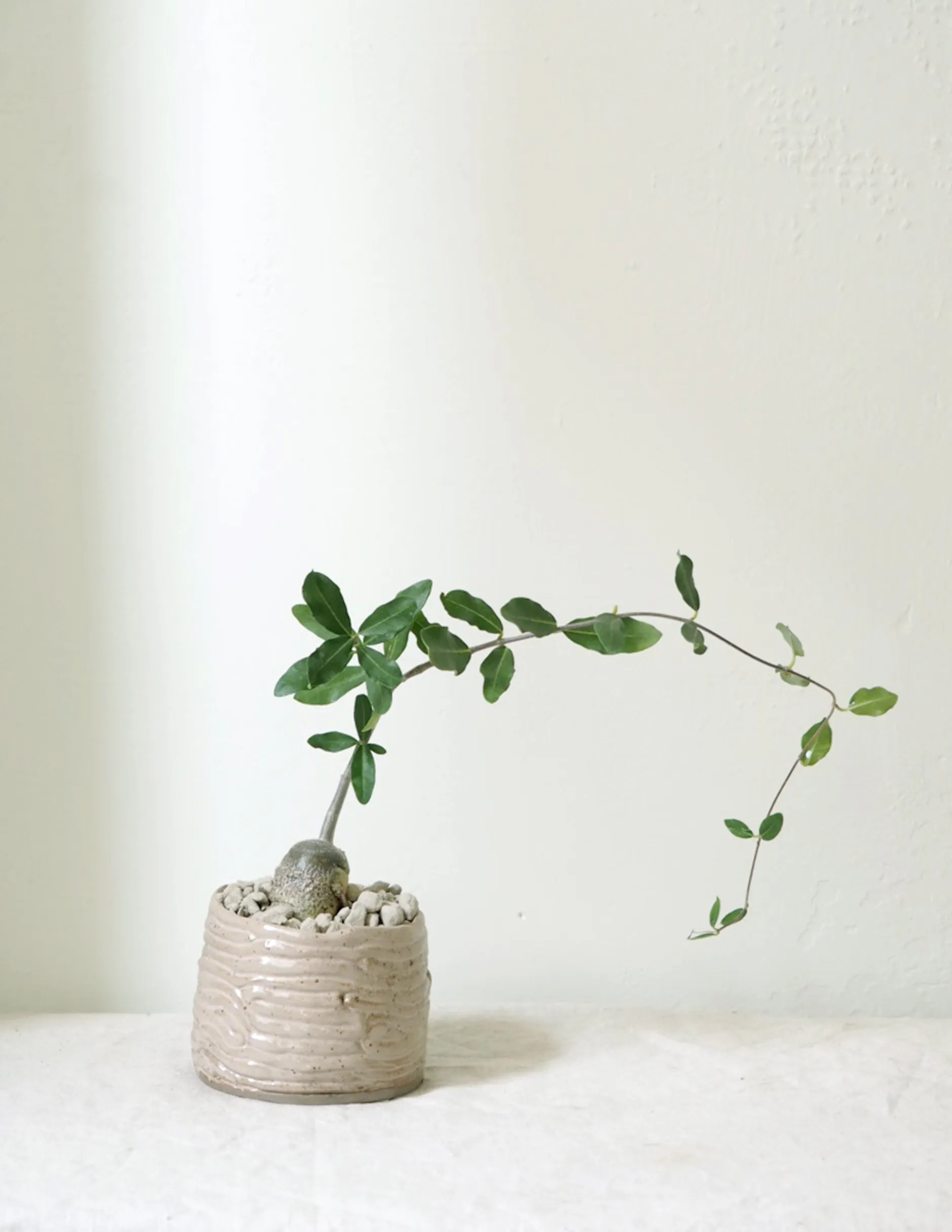 Ørkenplanter Og Knoldplanter^PLANT Fockea Edulis