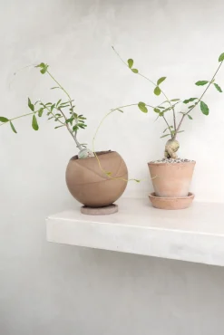 Ørkenplanter Og Knoldplanter^PLANT Fockea Edulis