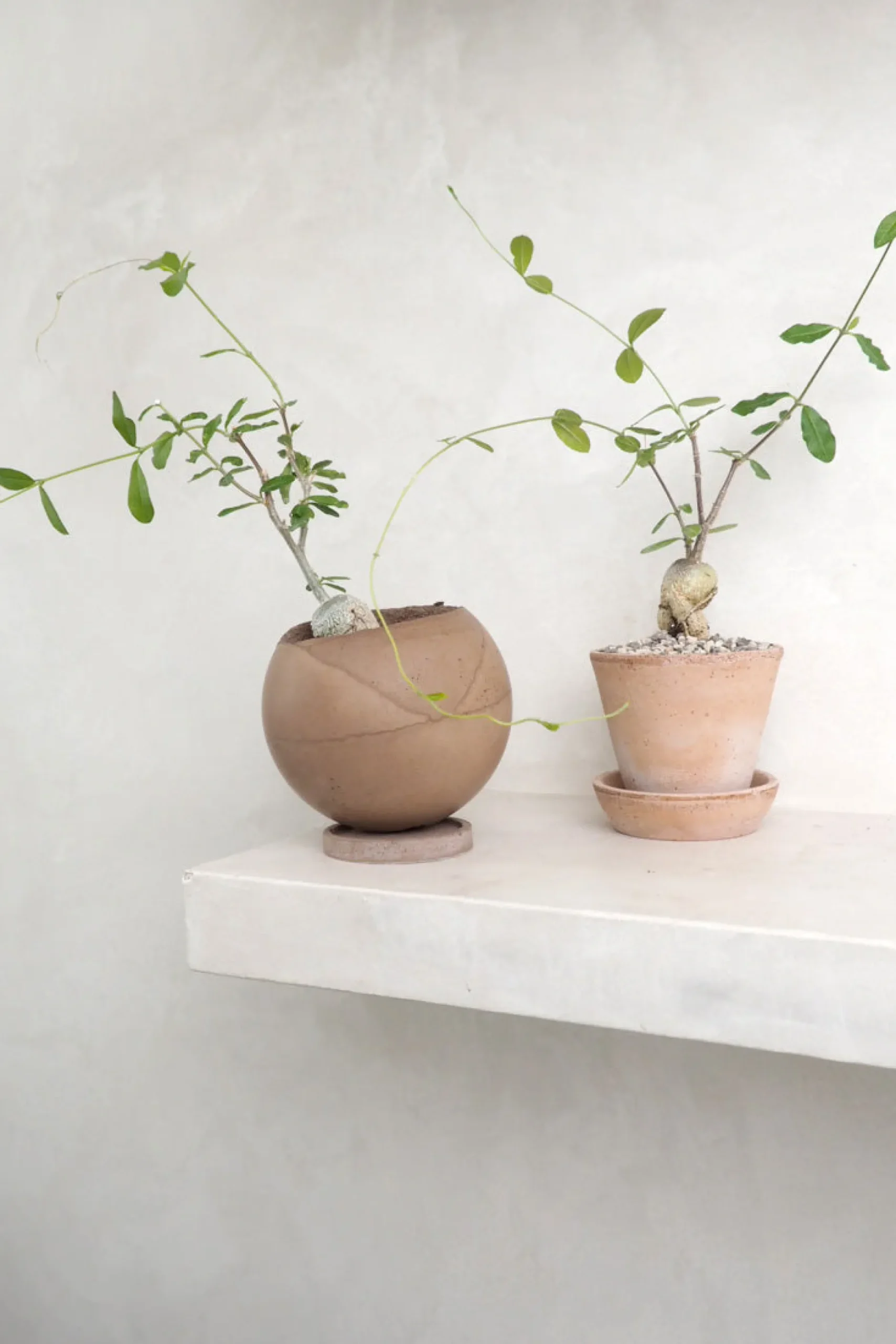 Ørkenplanter Og Knoldplanter^PLANT Fockea Edulis