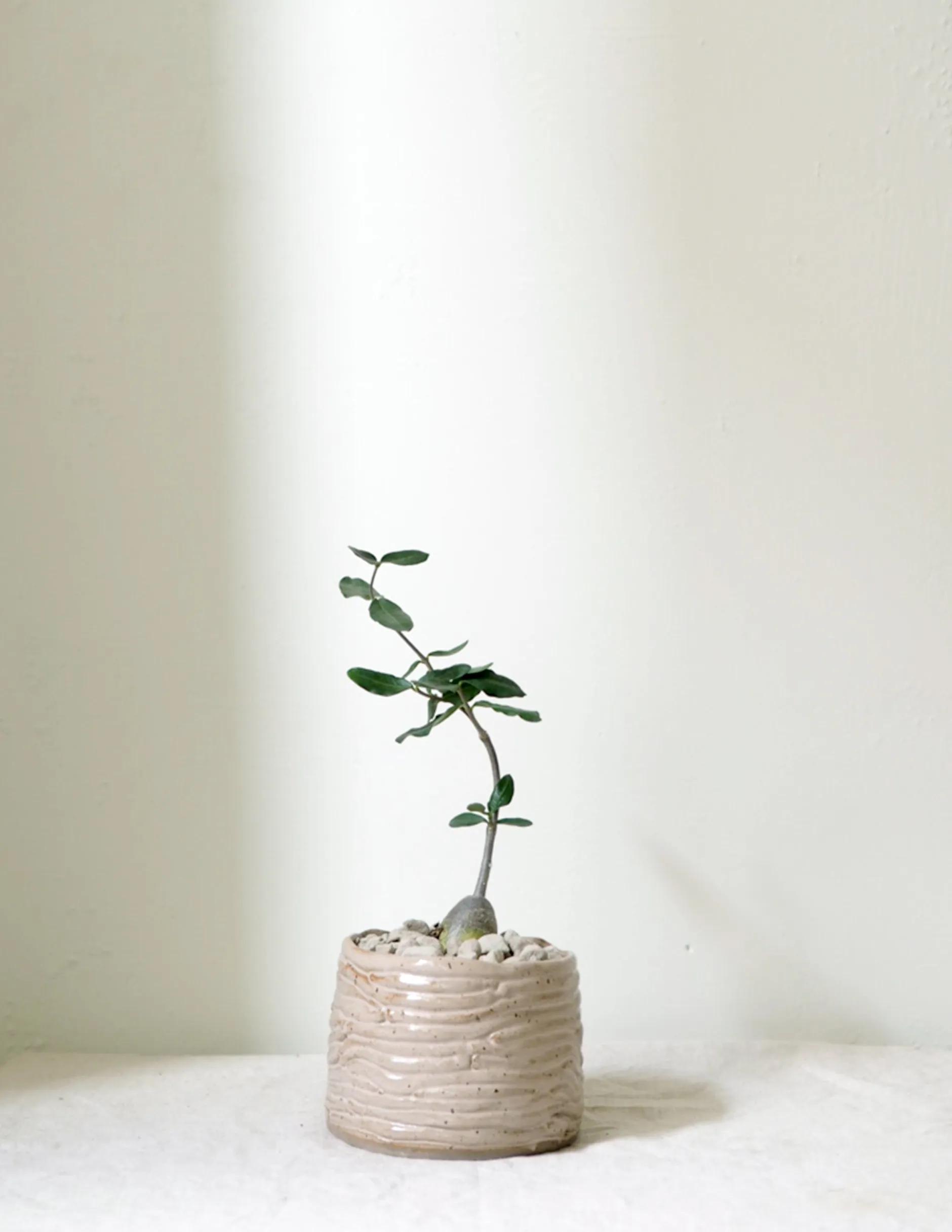 Ørkenplanter Og Knoldplanter^PLANT Fockea Edulis