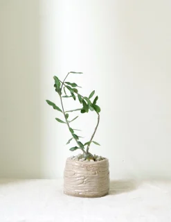 Ørkenplanter Og Knoldplanter^PLANT Fockea Edulis