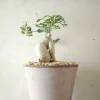 Ørkenplanter Og Knoldplanter^PLANT Fockea Edulis, stor