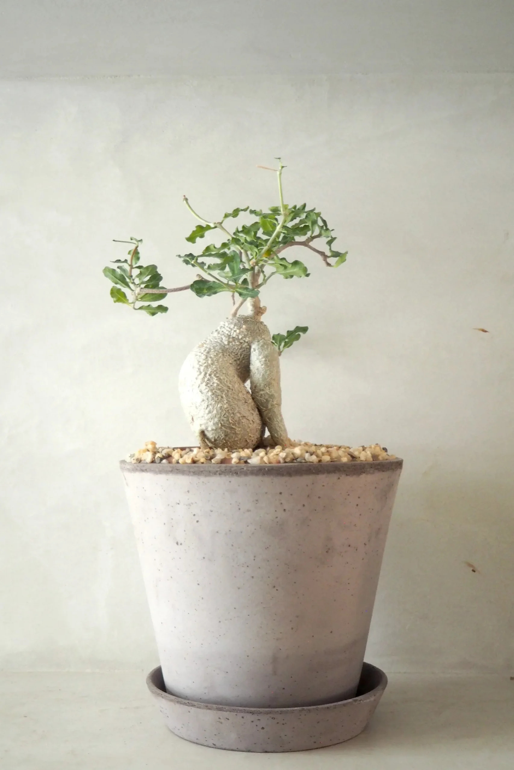 Ørkenplanter Og Knoldplanter^PLANT Fockea Edulis, stor