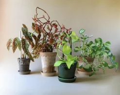 Plantestøtter^PLANT FOLK yuma estøtte, grøn