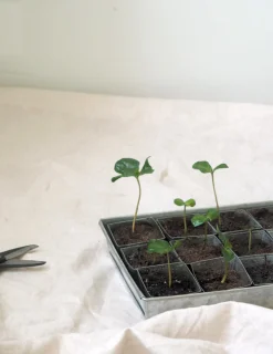 Frø, Spiring Og Altanliv^PLANT Forspiringsbakke - W.E.T Seed Pot30