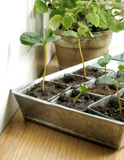 Frø, Spiring Og Altanliv^PLANT Forspiringsbakke - W.E.T Seed Pot30