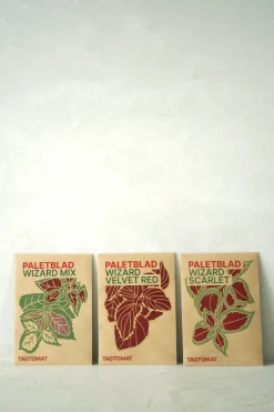 Frø, Spiring Og Altanliv^PLANT Frø - Paletblad, Wizard mix