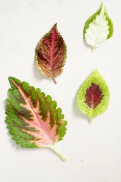 Frø, Spiring Og Altanliv^PLANT Frø - Paletblad, Wizard Scarlet
