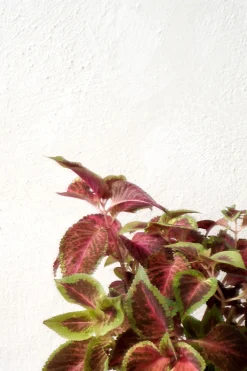 Frø, Spiring Og Altanliv^PLANT Frø - Paletblad, Wizard Scarlet