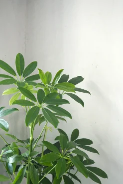 Tropiske Planter|Danskavlede Planter^PLANT Gartnerens epakke - Raw Grey