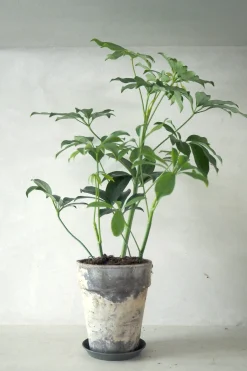 Tropiske Planter|Danskavlede Planter^PLANT Gartnerens epakke - Raw Grey