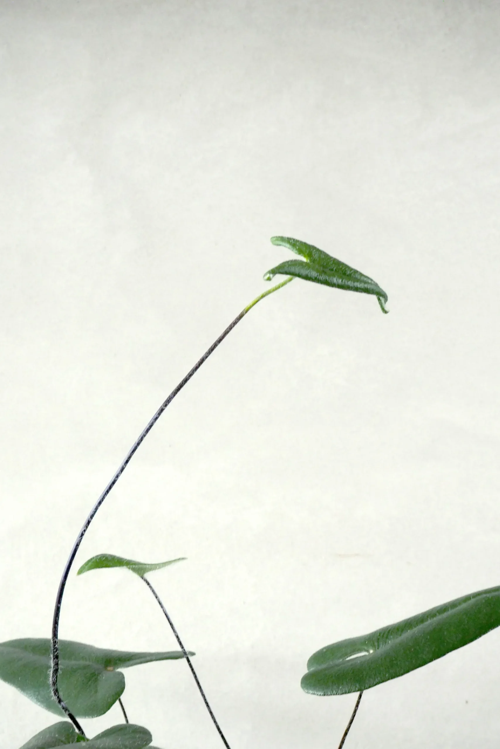 Tropiske Planter^PLANT Hjertebregne