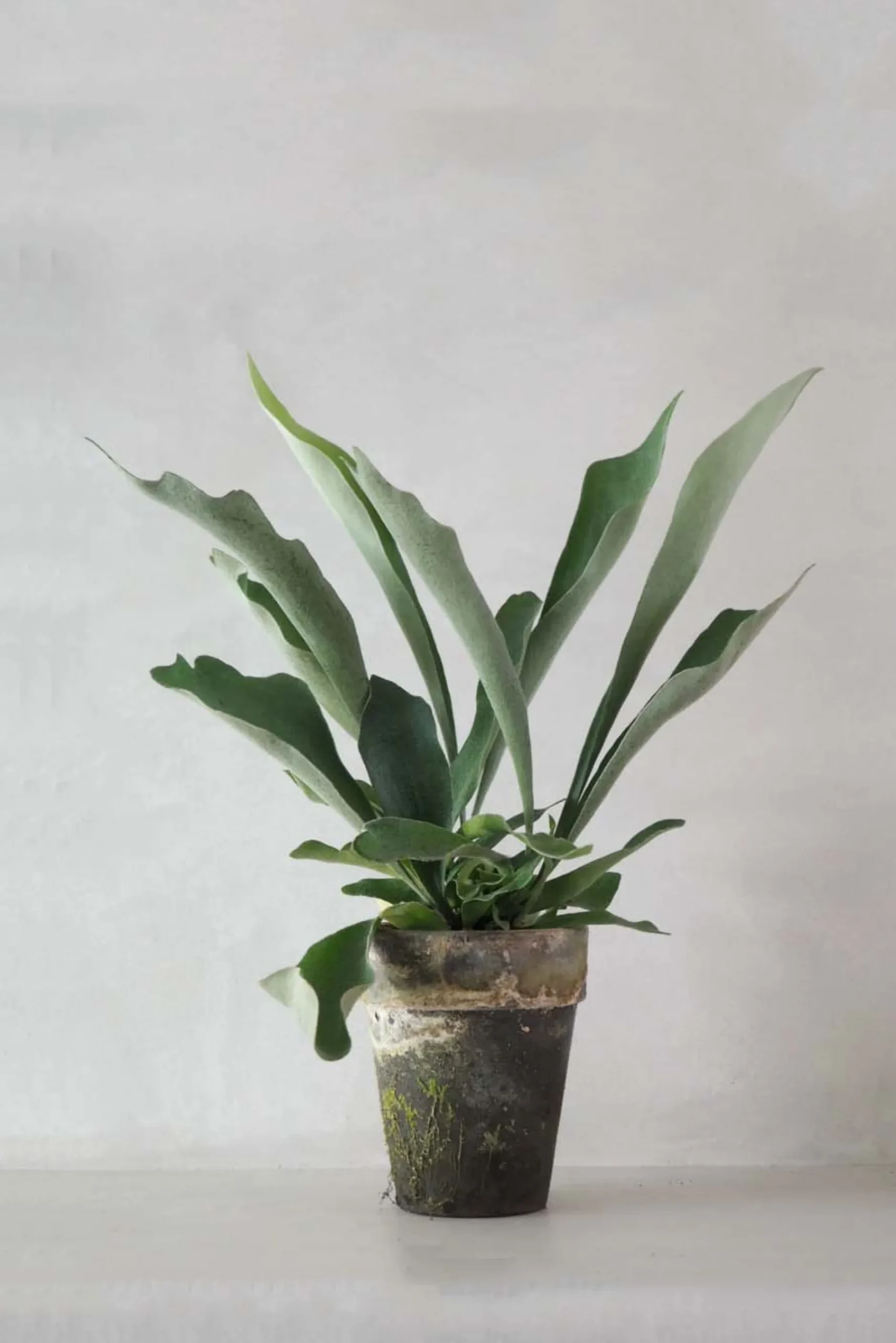Danskavlede Planter^PLANT Hjortetakbregne