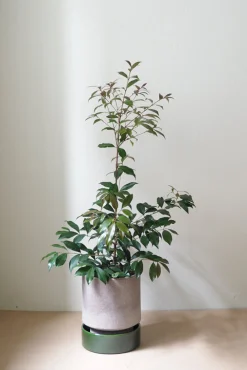 Terrakotta-Krukker|Hoff Krukke Serien^PLANT Hoff krukke, raw grey + grøn underskål