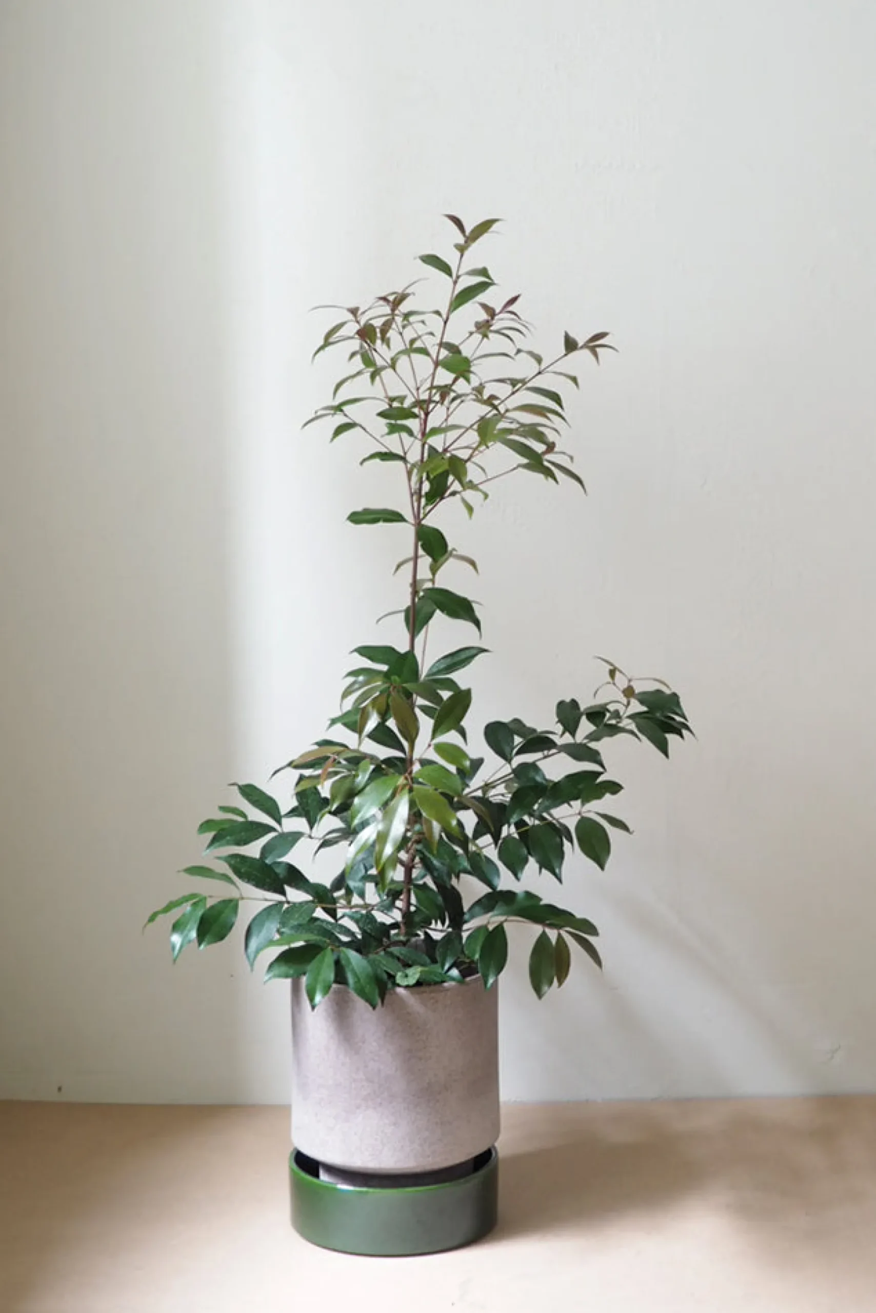 Terrakotta-Krukker|Hoff Krukke Serien^PLANT Hoff krukke, raw grey + grøn underskål