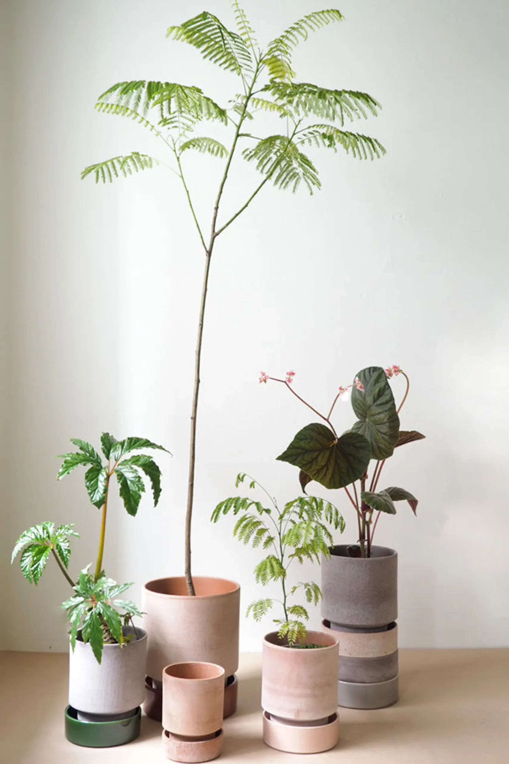 Terrakotta-Krukker|Stor^PLANT Hoff krukke, raw grey + raw rosa underskål, gulvkrukke