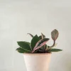 Hængeplanter|Tropiske Planter^PLANT Hoya Famingo dream