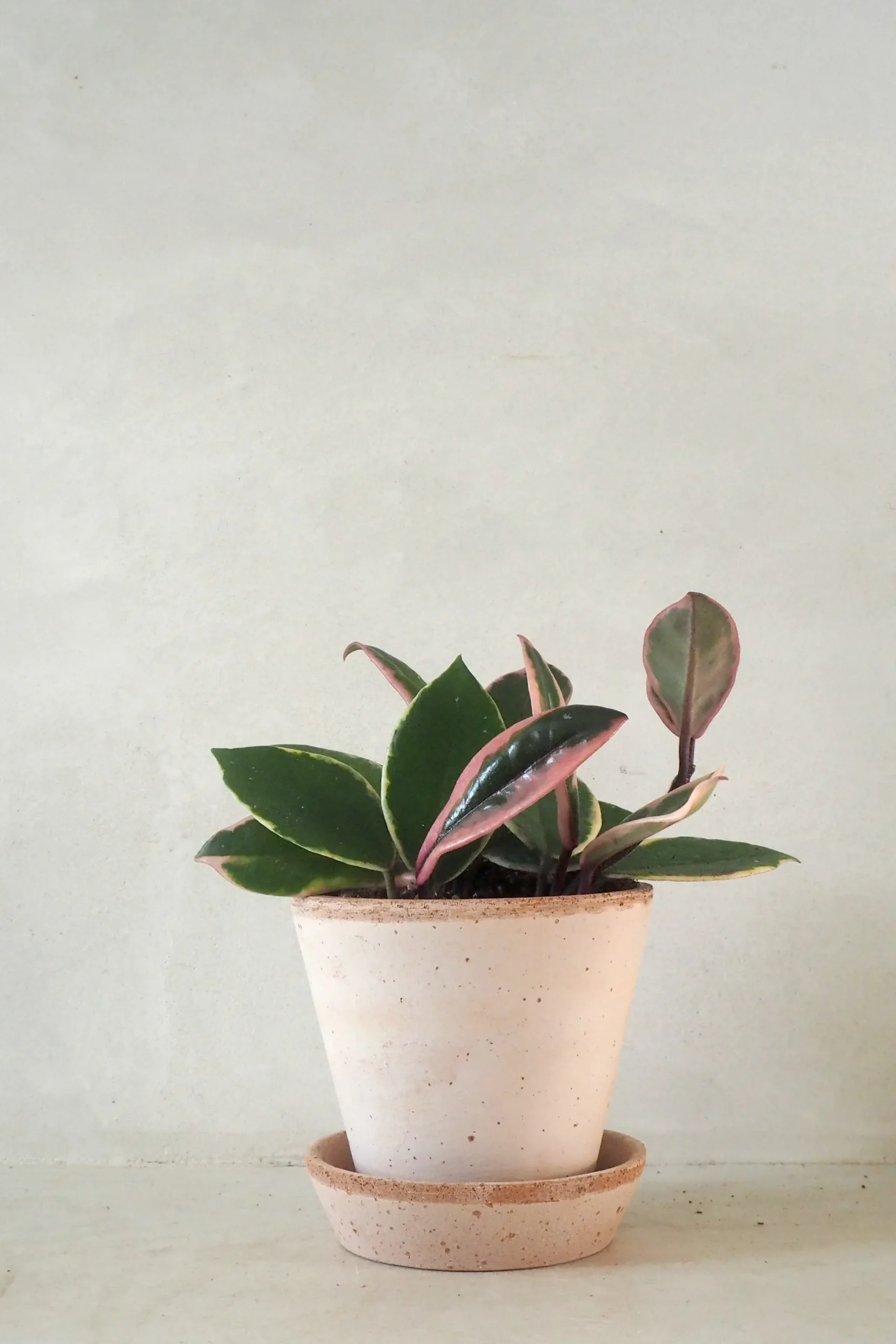 Hængeplanter|Tropiske Planter^PLANT Hoya Famingo dream