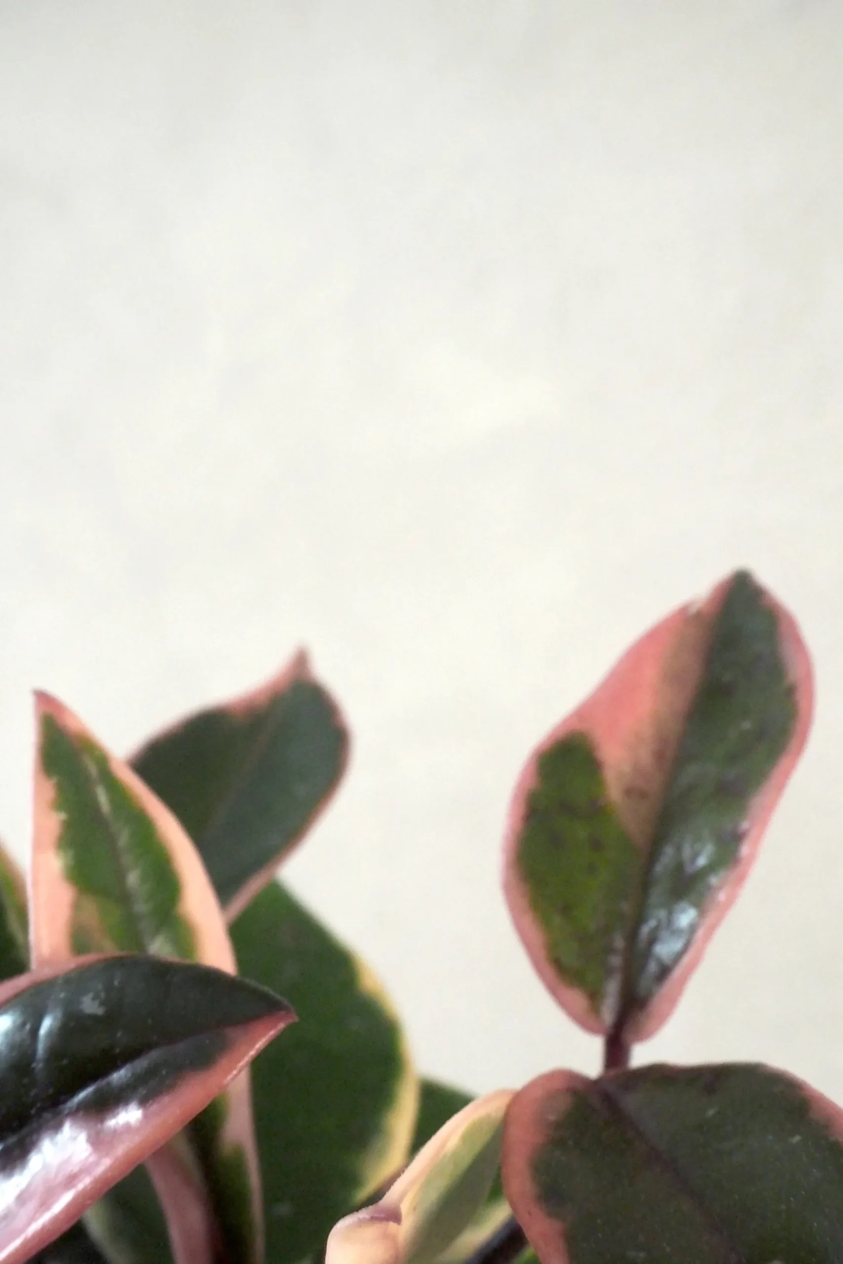 Hængeplanter|Tropiske Planter^PLANT Hoya Famingo dream