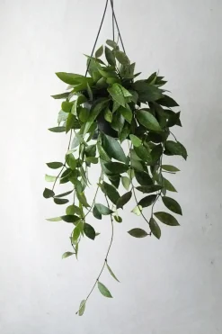 Hængeplanter|Tropiske Planter^PLANT Hoya Memoria