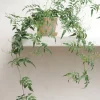 Hængeplanter|Tropiske Planter^PLANT Jasmin