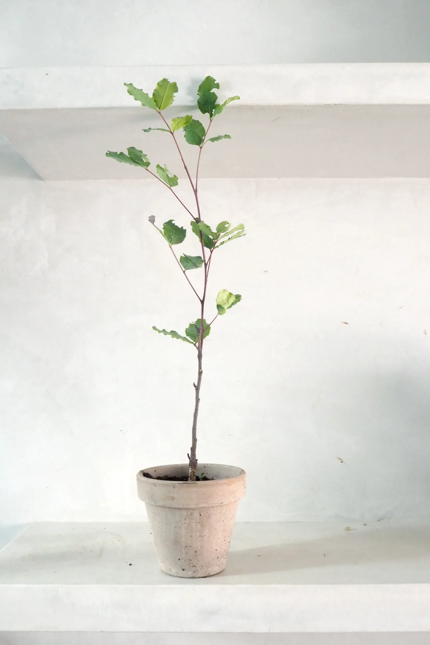 Danskavlede Planter^PLANT Johannesbrødtræ