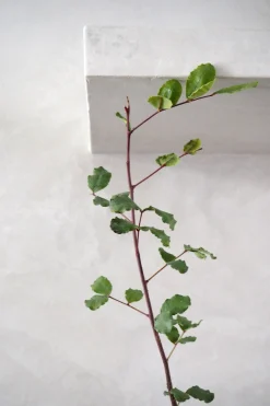 Danskavlede Planter^PLANT Johannesbrødtræ